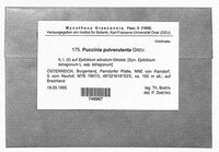 Puccinia pulverulenta image